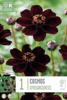 Cosmos (Chocolate Cosmos)