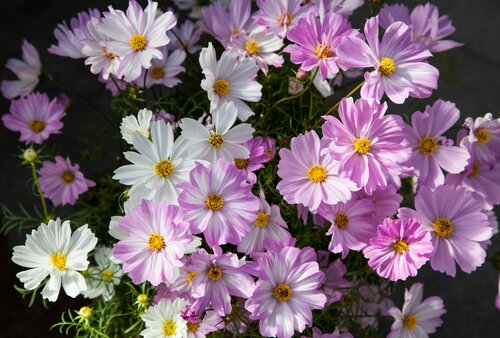 Cosmos Lovesong 1 Litre