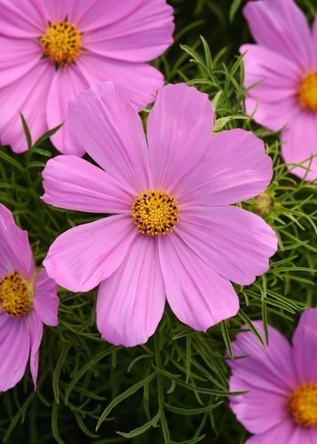 Cosmos Pink Jumbo Six Pack