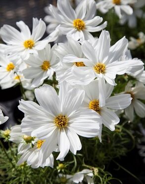 Cosmos White 2 Litre