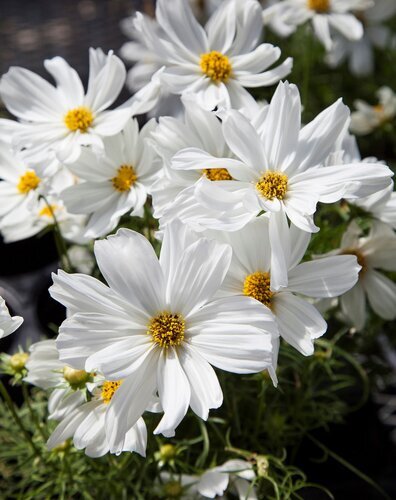 Cosmos White Jumbo Six Pack