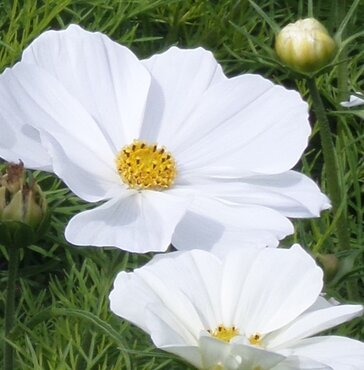Cosmos White Jumbo Six Pack
