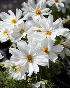 Cosmos White Six Pack