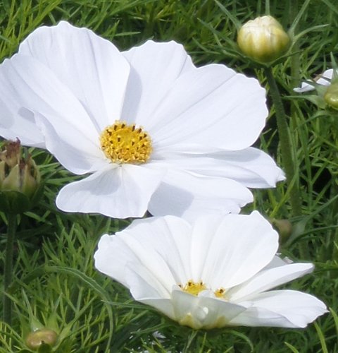 Cosmos White Six Pack