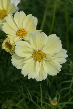Cosmos Yellow Jumbo Six Pack