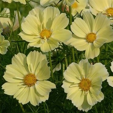 Cosmos Yellow Jumbo Six Pack