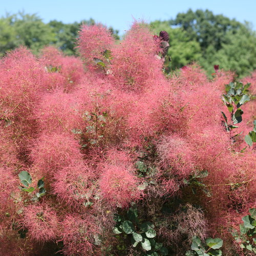 Cotinus Candy Floss 3 Litre