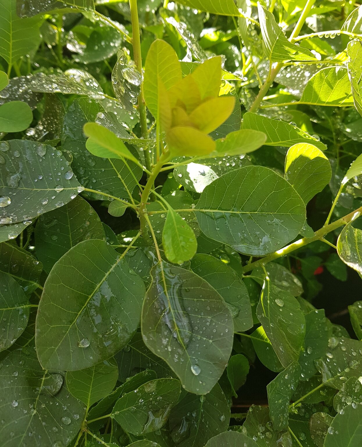 Cotinus coggygria Flamissimo 4.6 litre Stewarts Garden Centre