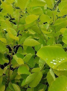 Cotinus Coggygria Golden Lady 4.6 Litre - image 1
