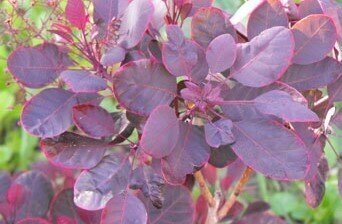 Cotinus coggygria Lilla 3 Litre