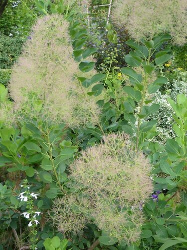Cotinus coggygria Young Lady 6 Litre