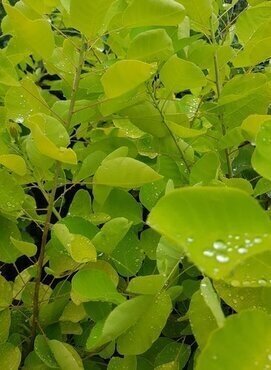 Cotinus Golden Lady 21cm