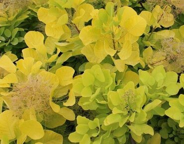 Cotinus Golden Spirit 4.6 Litre - image 1