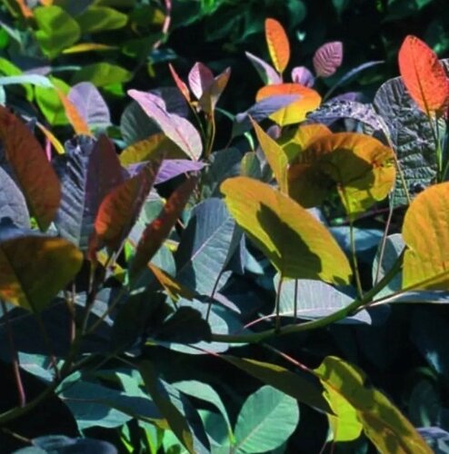 Cotinus Grace 7.5 Litre - image 1