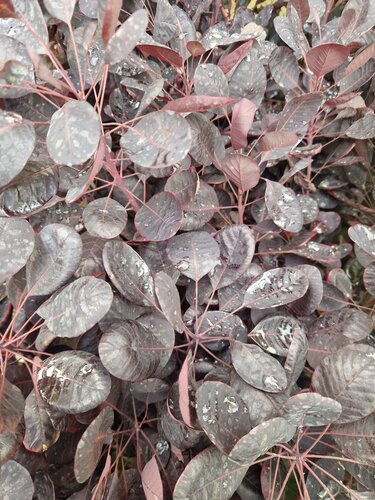 Cotinus 'Royal Purple' 10 Litre