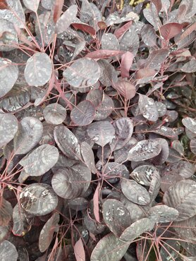 Cotinus 'Royal Purple' 3 Litre