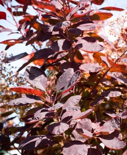 Cotinus 'Royal Purple' 3 Litre - image 1