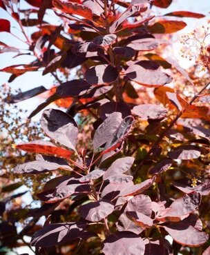 Cotinus 'Royal Purple' 3 Litre - image 2