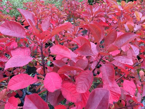 Cotinus Ruby Glow 3 Litre