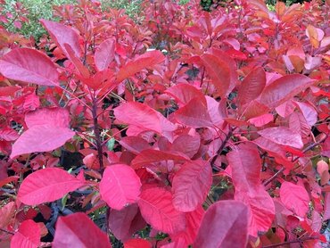 Cotinus Ruby Glow 3 Litre - image 1
