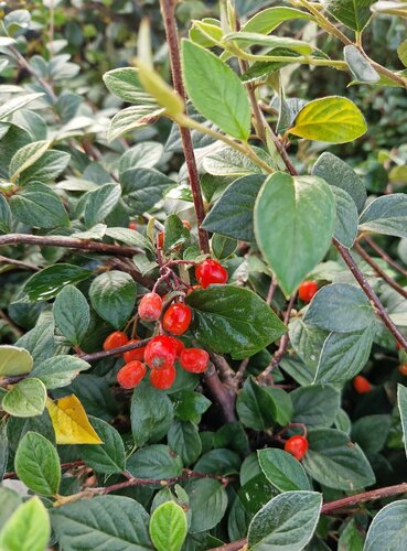 Cotoneaster Berried Treasure 3 Litre - image 1