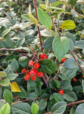 Cotoneaster Berried Treasure 3 Litre - image 1
