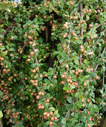 Cotoneaster 'Coral Beauty' 3 Litre