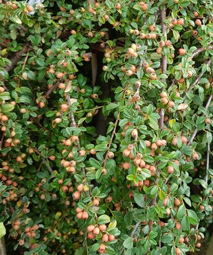 Cotoneaster 'Coral Beauty' 3 Litre