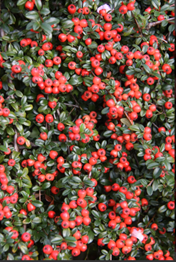 Cotoneaster Coral Beauty 80cm Stem 10 Litre