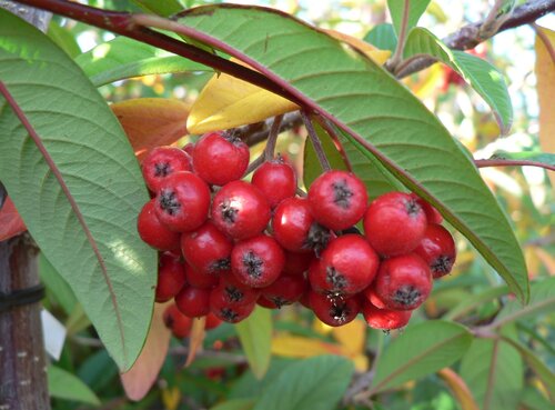 Cotoneaster Cornubia 12 Litre