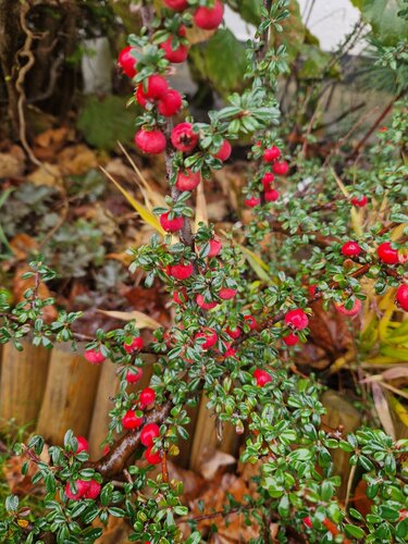 Cotoneaster horizontalis 3 Litre