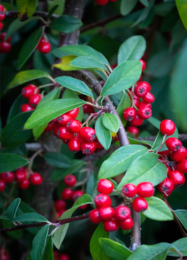 Cotoneaster Hybridus Pendulus 12 Litre - image 1