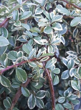 Cotoneaster Juliette Standard 10 Litre