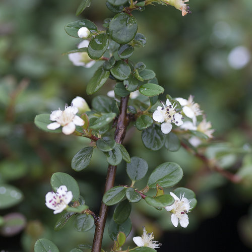 Cotoneaster microphyllus 3 Litre