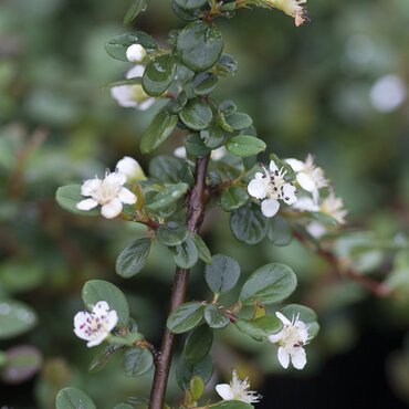 Cotoneaster microphyllus 3 Litre