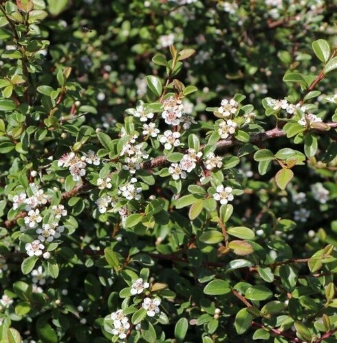 Cotoneaster Queen Of Carpets Standard 10 Litre - image 1