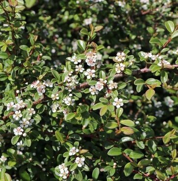 Cotoneaster Queen Of Carpets Standard 10 Litre - image 1