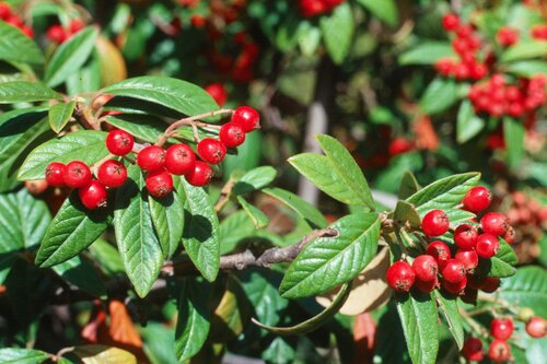 Cotoneaster watereri 12 Litre - image 1