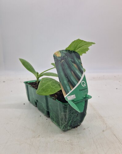 Courgette El Greco Pack