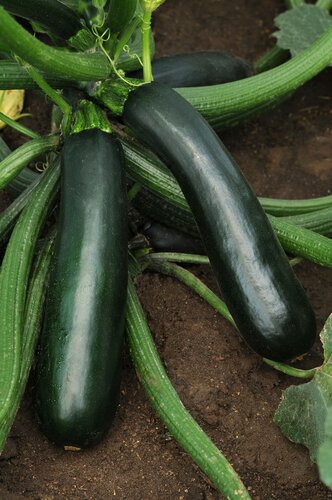 Courgette Zucchini 9cm