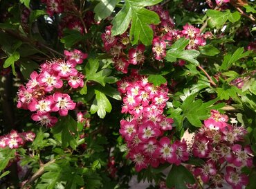 Crataegus Crimson Cloud 12 Litre
