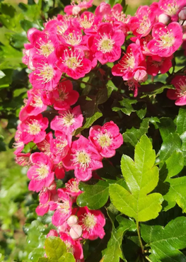 Crataegus Fuchsia Pink 12 Litre