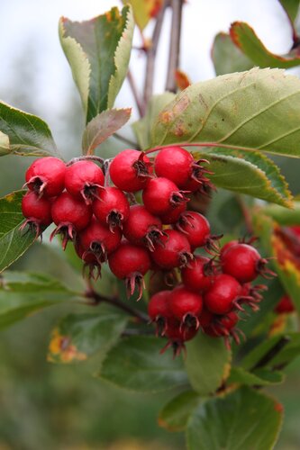 Crataegus Jubilee 12 litre