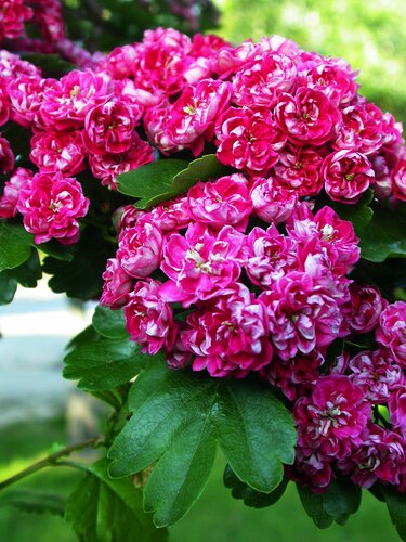 Crataegus Paul's Scarlet 12 Litre