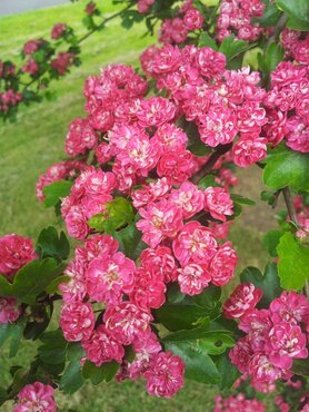 Crataegus Paul's Scarlet 16.5 Litre - image 1