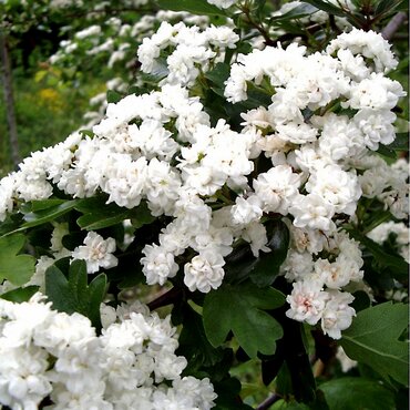 Crataegus Plena 12 Litre