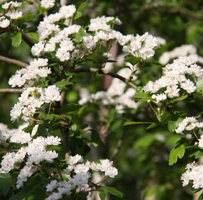 Crataegus Plena 12 Litre - image 2