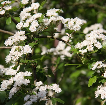 Crataegus Plena 12 Litre - image 2