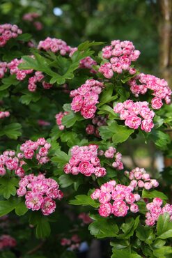 Crataegus Rosea Flore Pleno 12 litre - image 1