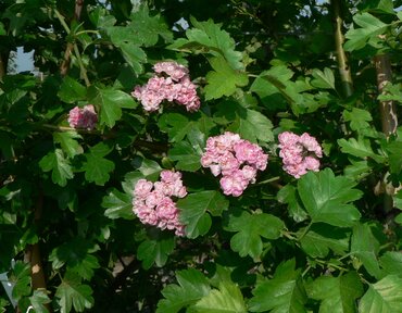 Crataegus Rosea Flore Pleno 12 Litre